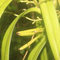 Acampe ochracea (Lindl.) Hochr.